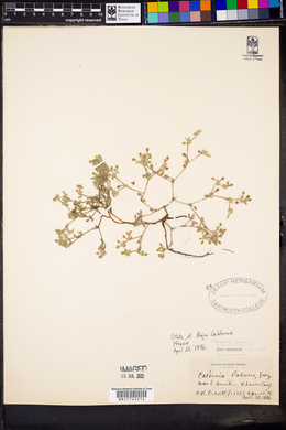 Tiquilia palmeri image