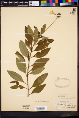 Cordia oaxacana image