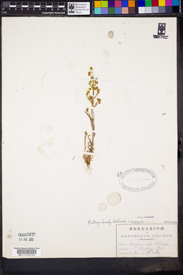 Harpagonella palmeri image