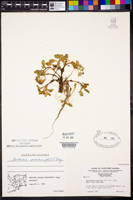 Mertensia maritima image
