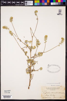 Cryptantha intermedia image