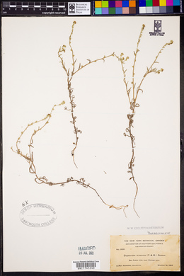 Cryptantha leiocarpa image