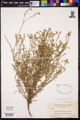 Cryptantha jonesii image