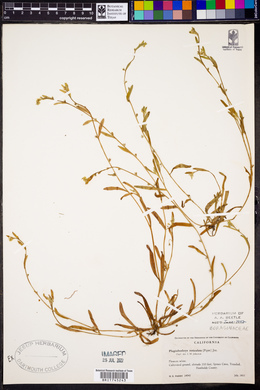 Plagiobothrys reticulatus image