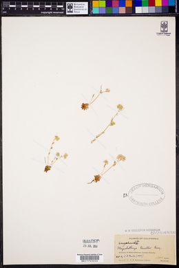 Plagiobothrys tenellus image