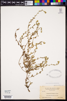 Plagiobothrys cooperi image