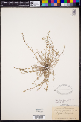 Pectocarya penicillata image