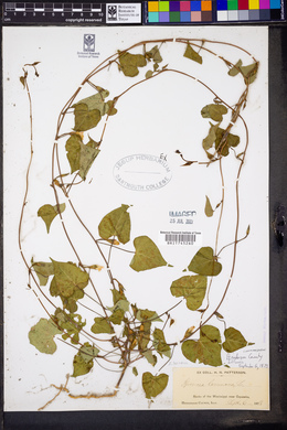Ipomoea lacunosa image