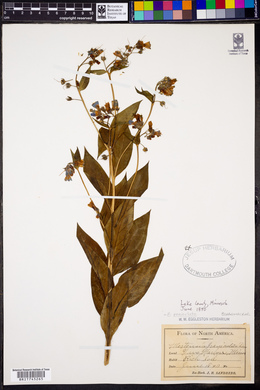 Mertensia paniculata image