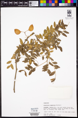 Gleditsia aquatica image