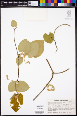 Isotrema tomentosa image