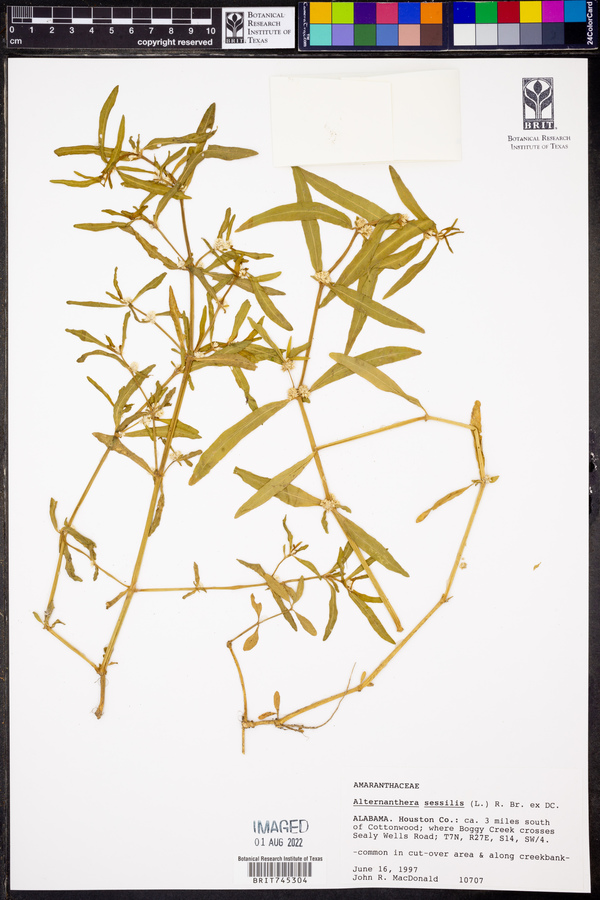 Alternanthera sessilis image