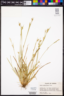 Carex crebriflora image