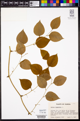 Smilax tamnoides image