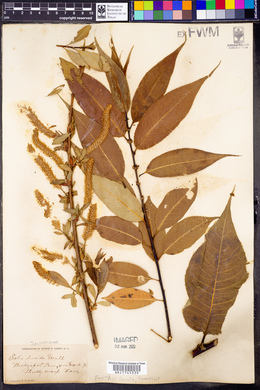 Salix lucida image