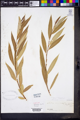 Salix × fragilis image