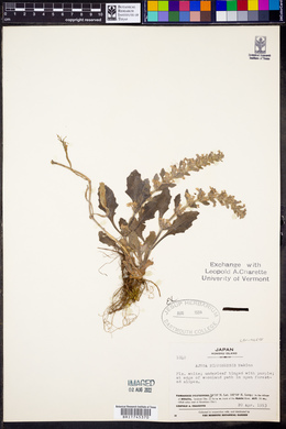 Ajuga nipponensis image