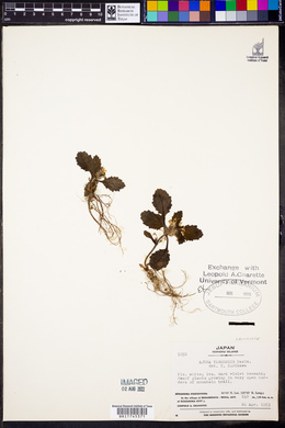 Ajuga yesoensis image
