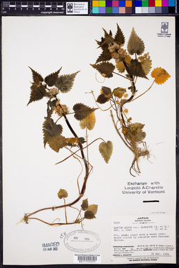 Lamium album image