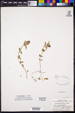 Clinopodium gracile image