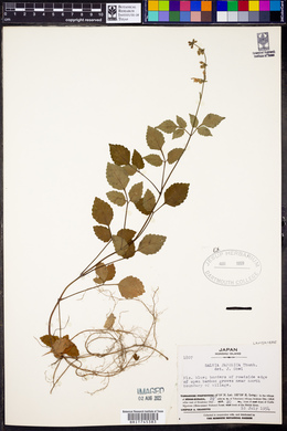 Salvia japonica image