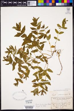 Scutellaria galericulata image