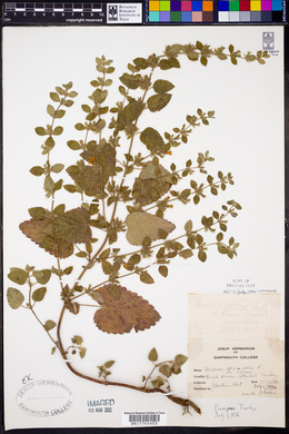 Melissa officinalis image