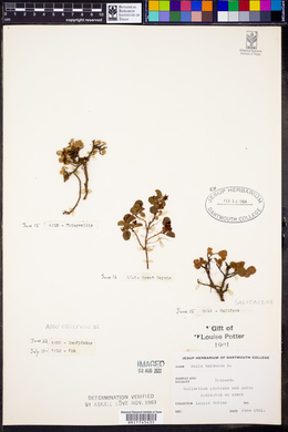 Salix herbacea image