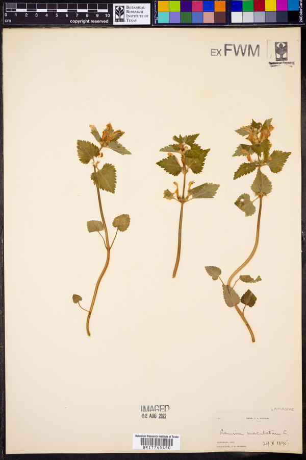 Lamium maculatum image