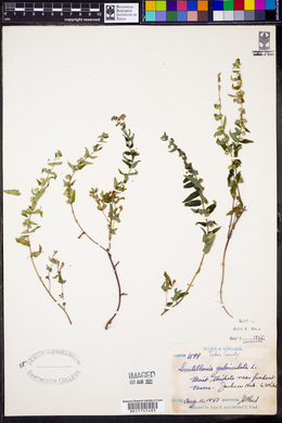 Scutellaria galericulata image