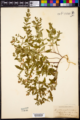 Scutellaria galericulata image