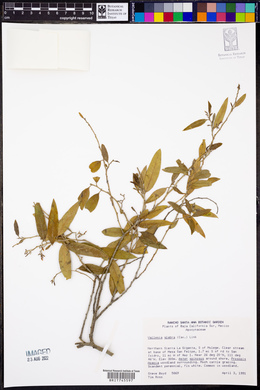 Vallesia glabra image