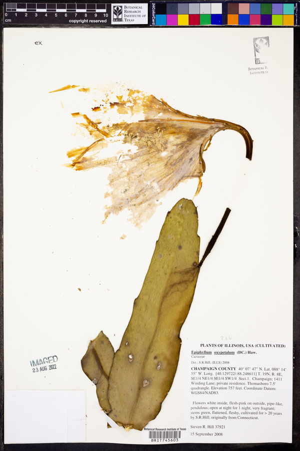 Epiphyllum oxypetalum image