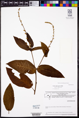 Croton sphaerogynus image