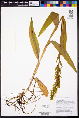 Habenaria repens image