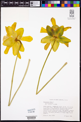 Sarracenia flava image