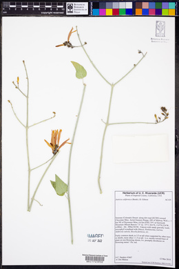 Justicia californica image