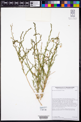 Baccharis brachyphylla image