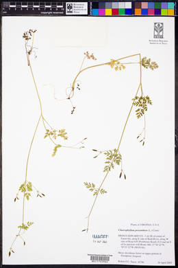 Chaerophyllum procumbens image
