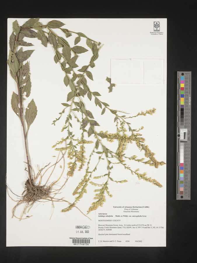 Solidago delicatula image