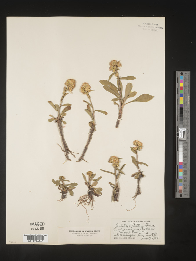 Solidago cutleri image