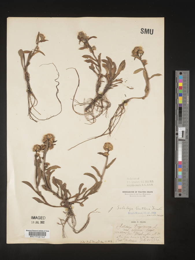Solidago cutleri image