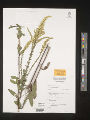 Solidago fistulosa image