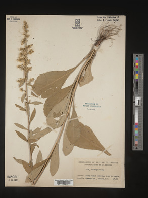 Solidago erecta image