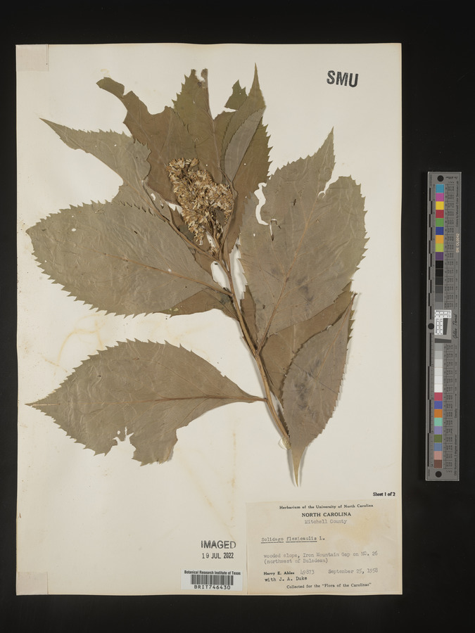 Solidago flaccidifolia image