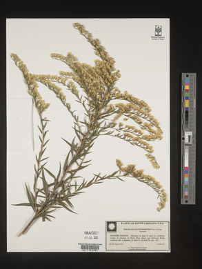 Solidago leavenworthii image