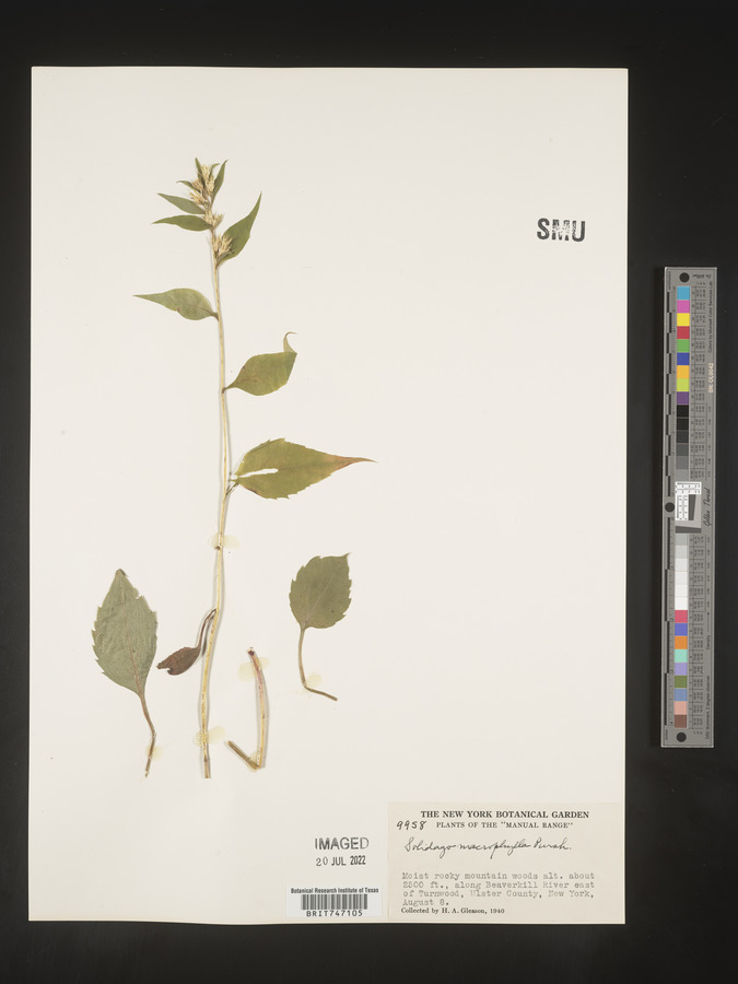 Solidago macrophylla image