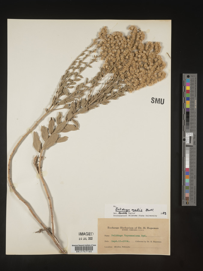 Solidago mollis image