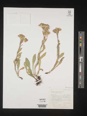 Solidago multiradiata image