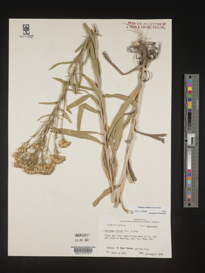 Solidago nitida image